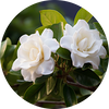 Gardenia