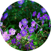 Geranium
