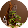 Earthy Musk
