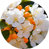   Orange Blossom