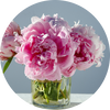 Peony