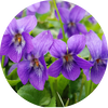   Violet