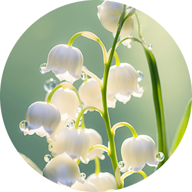 Lily of the Valley
