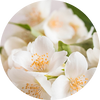  Jasmine