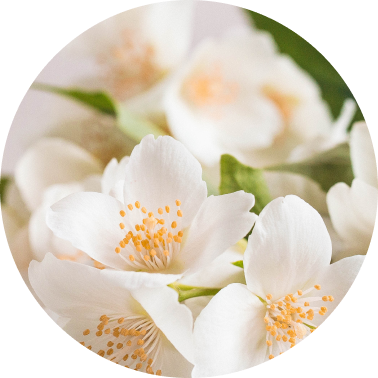 Jasmine
