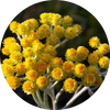  Helicrysum (Immortelle)