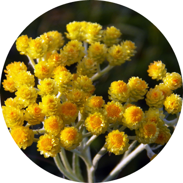 Helicrysum (Immortelle)