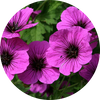Geranium
