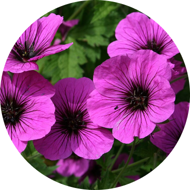Geranium