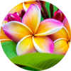   Frangipani