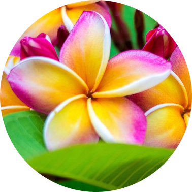  Frangipani