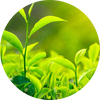   Light Herbal Accords