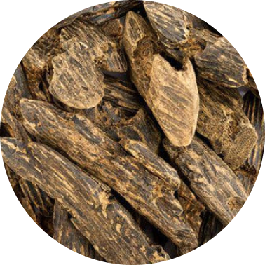 Cambodian Oud