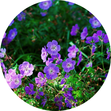 Geranium