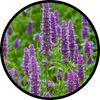  Patchouli