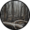  Dry Woods