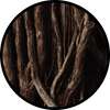 Deep Woods