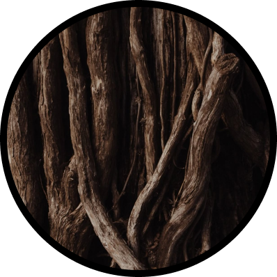 Deep Woods