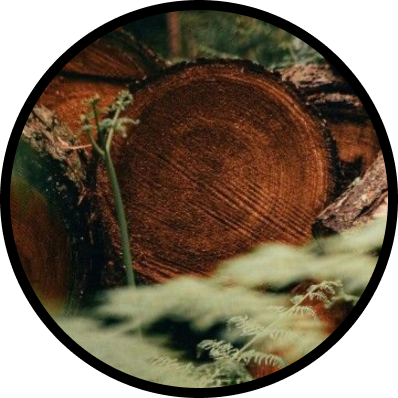 Earthy Woods