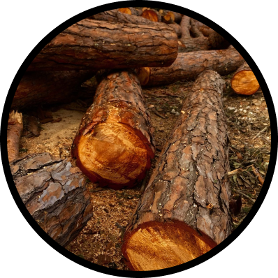 Guaiac Wood