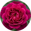 Indian Rose