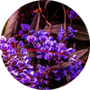  Violet Leaves