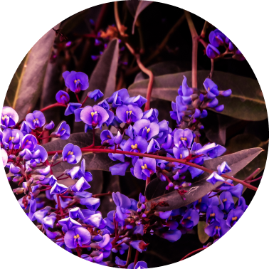Violet Leaves