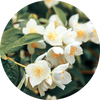  Camomile
