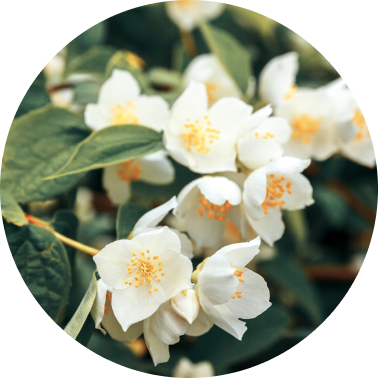 Camomile