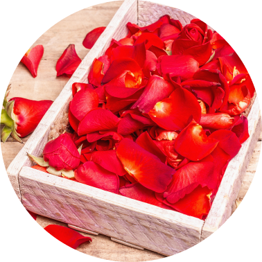Fresh Rose Petals