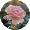  Dewy Rose