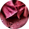  Hint of Rose