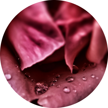 Hint of Rose