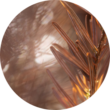 Earthy Warmth