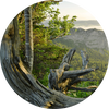 Earthy Woods