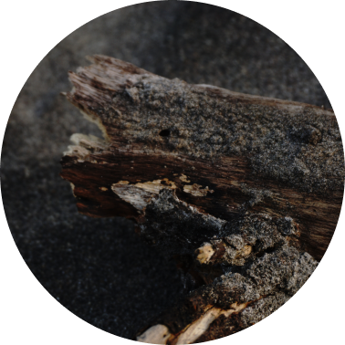 Dark Woods