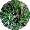  Herbal Vetiver