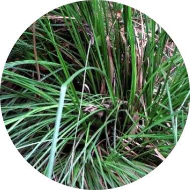 Herbal Vetiver