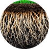  Rooty Depth