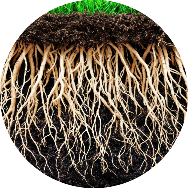 Rooty Depth