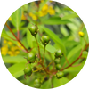  Elemi