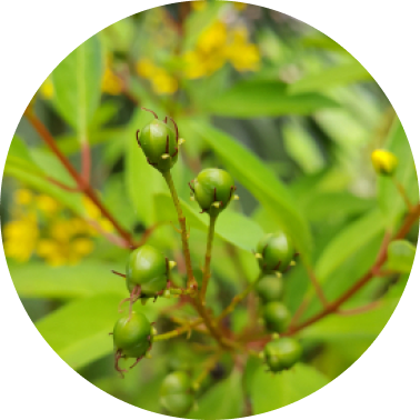Elemi
