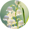  Lily of the Valley