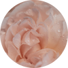  Soft Rose