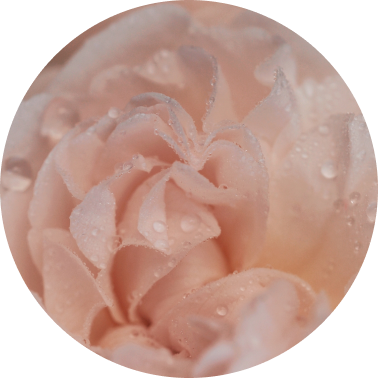 Soft Rose