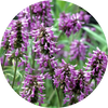  Patchouli
