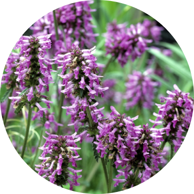 Patchouli
