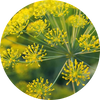  Galbanum