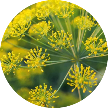 Galbanum