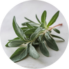  Sage